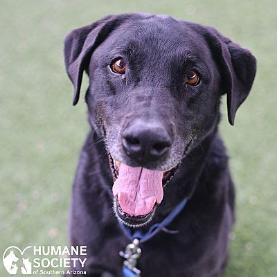 Tucson Az Labrador Retriever Meet Bentley A Pet For Adoption