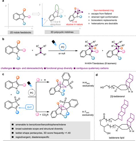 Accessing Ladder Shape Azetidine Fused Indoline Pentacycles Through