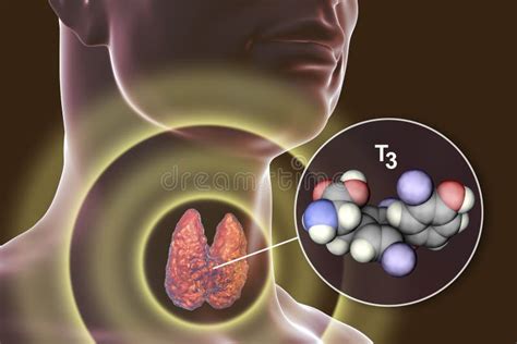 Molecule of Thyroid Hormone T3 Stock Illustration - Illustration of ...