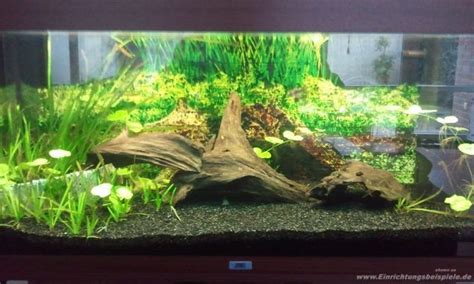 Pulle Einrichtungsbeispiele Aquascaping Aquarien