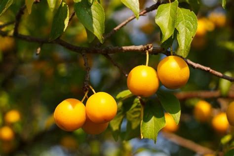 Free Images Tree Nature Branch Blossom Sun Fruit Berry Sweet