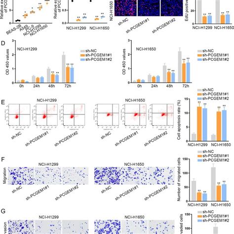 Pcgem Is Highly Expressed In Nsclc Cells And Knockdown Of It