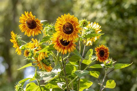 The Sunflower Meaning