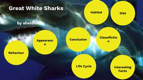 Sheldon Great White Shark By Jessica Rose Meyer On Prezi