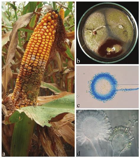 Aspergillus flavus. a, Occurrence of A. flavus on a maize cob; b ...