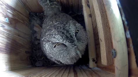 Screech Owl Making Faces Texas Backyard Wildlife