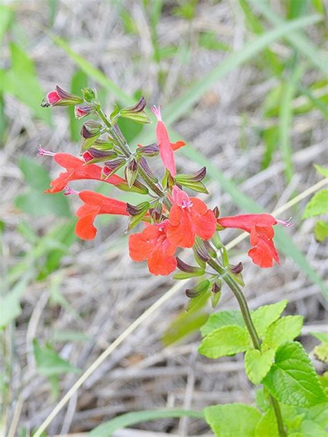 Salvia coccinea - Structure Landscapes