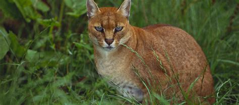 The African Golden Cat | Critter Science