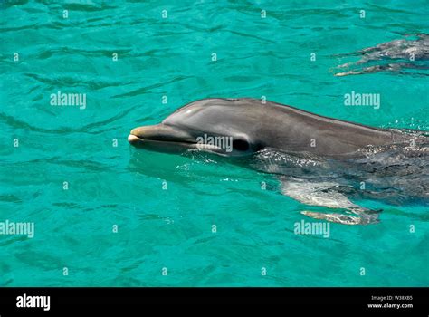 Swimming With The Dolphins At Blue Lagoon Island Near Nassau Bahamas A Shore Excursion From