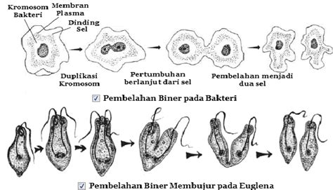 Pengertian Proses Ciri Dan Tujuan Pembelahan Sel Amitosis Ilmu