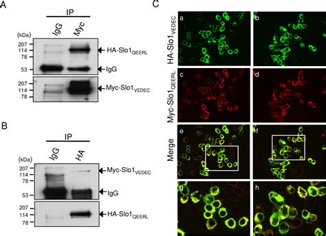 Figure From Dominant Negative Regulation Of Cell Surface Expression