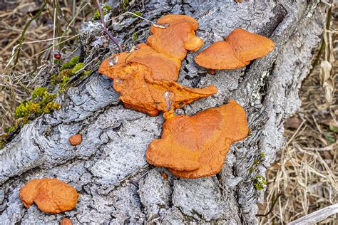 Northern Cinnabar Polypore From Rockland County NY USA On February 24