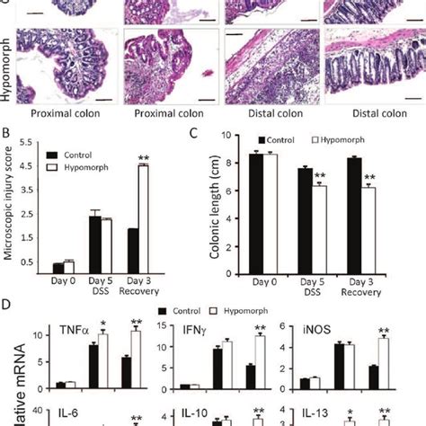 Colonic Cytokine Levels In DSS Colitis Day 6 Colon Segments Were