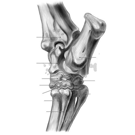 Equine Hind Limb Caudal Diagram Quizlet