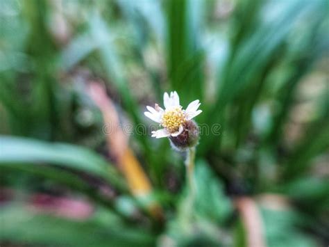 Glacier Flowers Grow Wild in the Garden Stock Photo - Image of blossom, flowers: 238784148