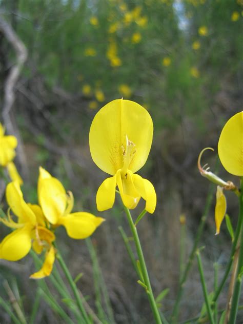 Retama de olor Spartium junceum Flores silvestres de Aragón