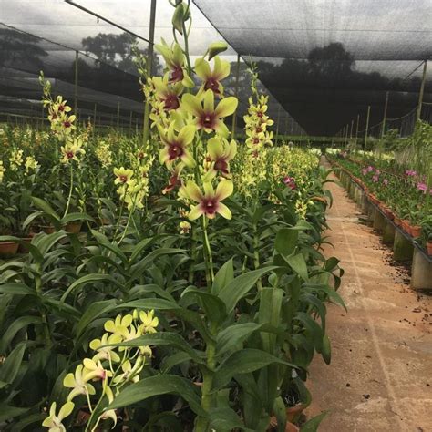 Dendrobium Singapore Changi Airport Toh Garden Singapore