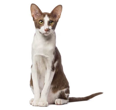 Informasi Ras Kucing Oriental Short Hair Purina