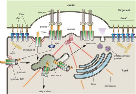 The Immunological Synapse Immunological Synapses Are F Open I