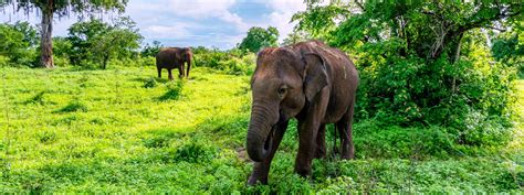 T Gige Privatrundreise Sri Lanka Tage Private Tour