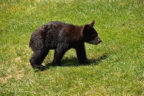 Cute Baby Black Bear