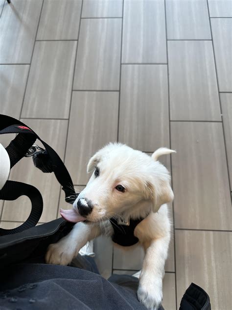 Appas First Pup Cup At Starbucks Rgreatpyrenees