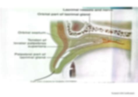 Solution Anatomy Of Lacrimal System Lec Studypool