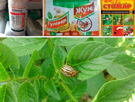 Колорадский жук: как избавится, эффективные средства