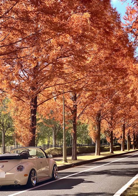 ニュービートル カブリオレの房総の🍁秋探訪🚗💨・房総のメタセコイア並木・オープンカーのある生活に関するカスタム事例｜車のカスタム情報はcartune