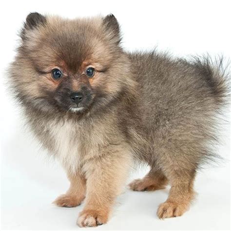 pomerania gris Bichón Maltés Lovers