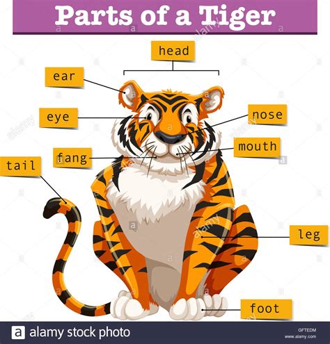 Diagram Showing Parts Of Tiger Illustration Stock Vector Image And Art