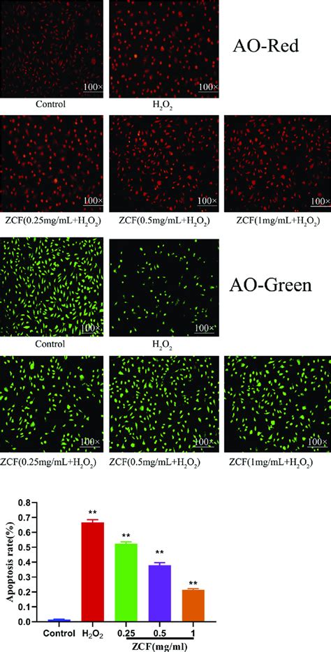 Assessment Of Cell Apoptosis Rate By AO Staining P0 05 P0 01