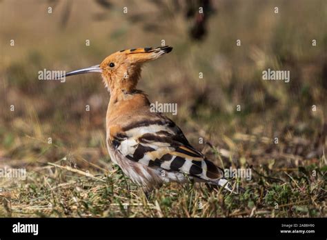 Uccello Dell Upupa Eurasiatica Immagini E Fotografie Stock Ad Alta