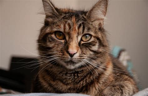 O Gato De Pelo Curto Brasileiro Tudo O Que Voc Precisa Saber