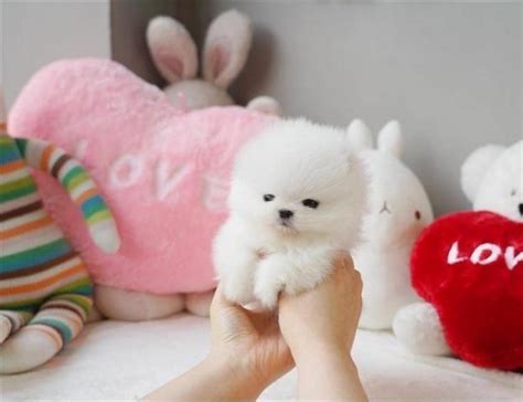 Regalo Cachorros Lulu Pomeranian 【 Anuncios Octubre 】 Clasf