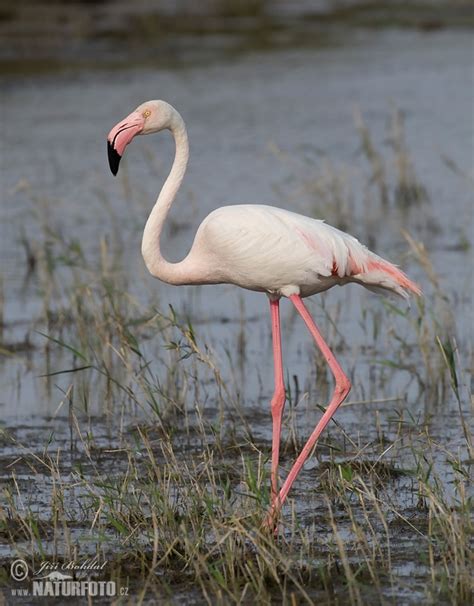 Greater Flamingo Photos Greater Flamingo Images Nature Wildlife