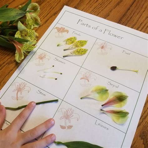 Dissecting A Flower