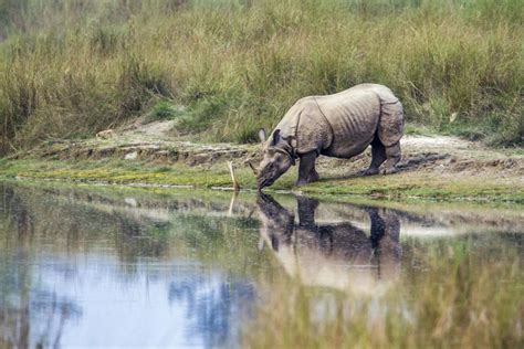 Indian Rhinoceros Facts - CRITTERFACTS