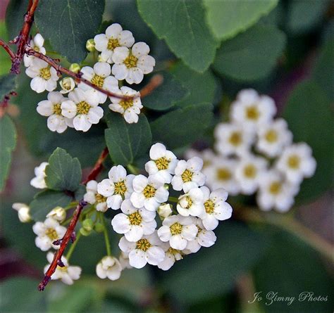 Bridal Veil Spirea First Blossoms Ive Seen On This Tree Flickr