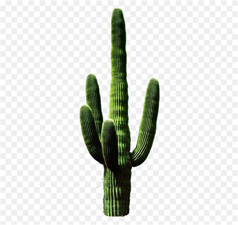 Cactus Silhouette Clipart - Saguaro Cactus Clip Art - FlyClipart