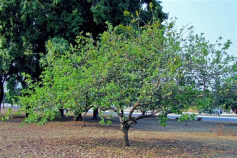 Ovoce Guava U Ite N Vlastnosti Kontraindikace Jak J St Guavu