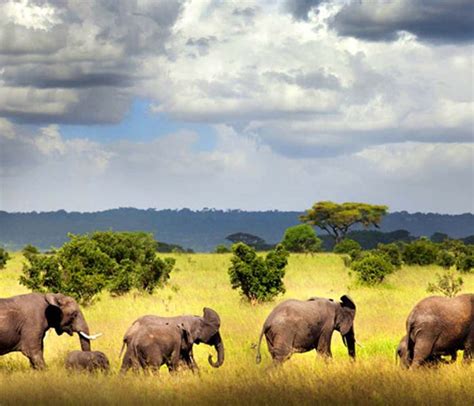 5 Days Selous Game Reserve Safari - Zara Tanzania Adventure