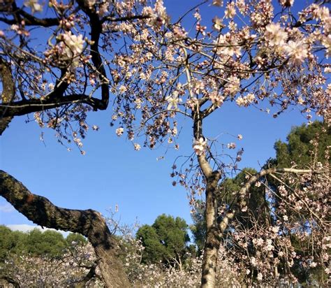 ᐅ Parks Of Madrid When The Almond Trees Blossom Spring Is Not Far Away