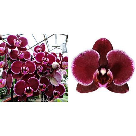 Phalaenopsis Ph 150 Montpellier Орхидеи Цветы Розы