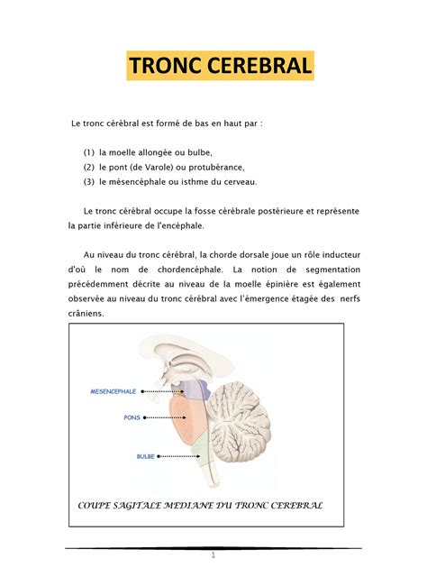 Anatomie De Tronc Cérébral Tronc Cerebral Le Tronc Cérébral Est Formé