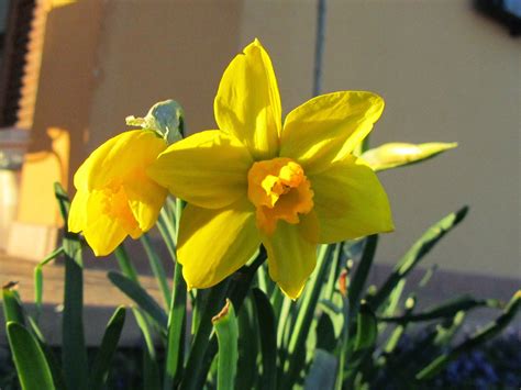 Narcissus Narcisi E Il Risveglio Della Primavera Come Piantarli