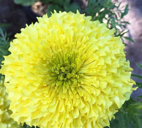 African Marigold 50 Pcs Flowers Seeds Inca 2 Primrose African Seeds