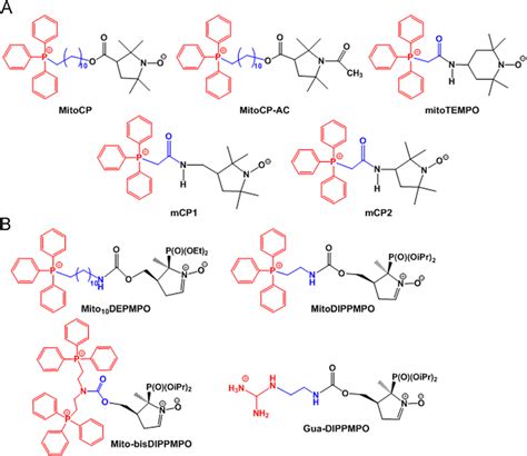 Some Examples Of Mitochondria Targeting Antioxidants With A Either