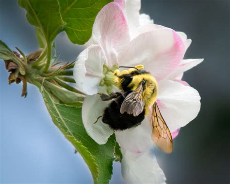 Michigan Nut Photography | Springtime / Flowers