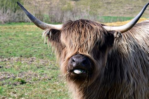 Galloway Highland Cattle Scottish Free Photo On Pixabay Pixabay